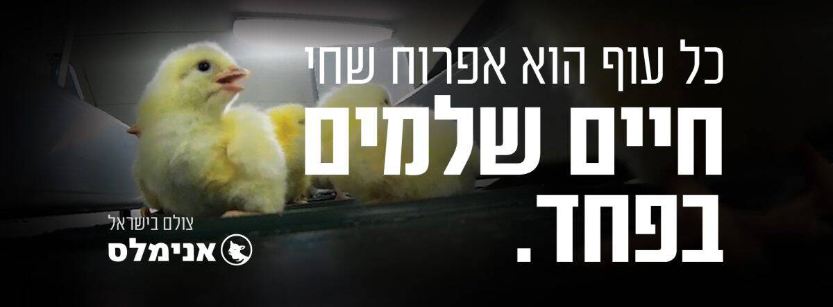 אפרוח מפוחד על מסוע והכיתוב "חיים שלמים בפחד"